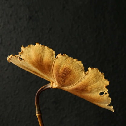 Lucky Toad Bamboo Art – Hand-Carved Lotus & Wealth Toad Decor